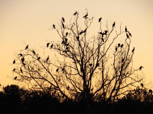 Silhouette of a tree at sunset, filled with birds perched on its branches against a golden sky.