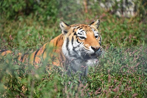 A close-up of a tiger resting in tall grass, surrounded by green foliage and pink flowers.