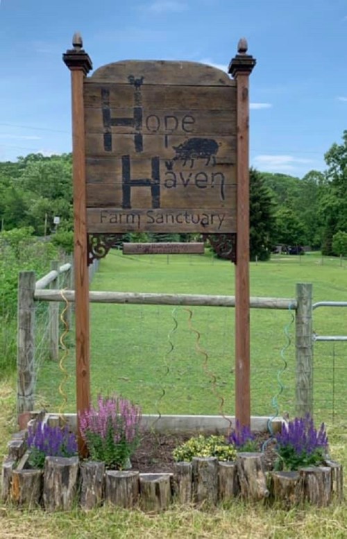 Sign for Hope Haven Farm Sanctuary, featuring a wooden design and surrounded by flowers and greenery.