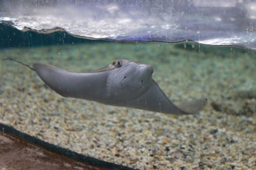 A stingray glides gracefully underwater, showcasing its flat body and expressive face against a sandy bottom.