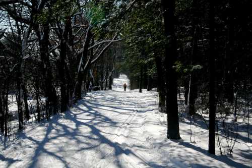 Two people walk along a snowy path surrounded by trees, with sunlight casting shadows on the ground.