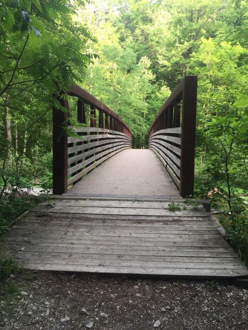 A wooden bridge spans a lush green forest, leading into a serene natural pathway.