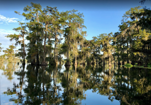 Lush cypress trees draped in Spanish moss reflect in calm waters under a clear blue sky.