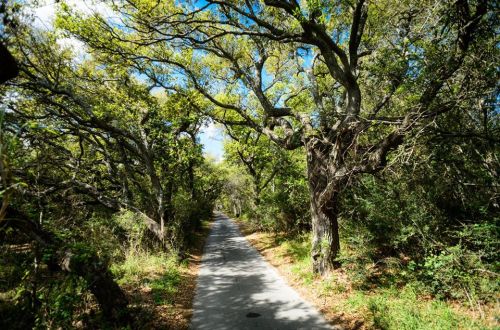 A serene pathway lined with lush trees under a bright blue sky, inviting exploration through nature.