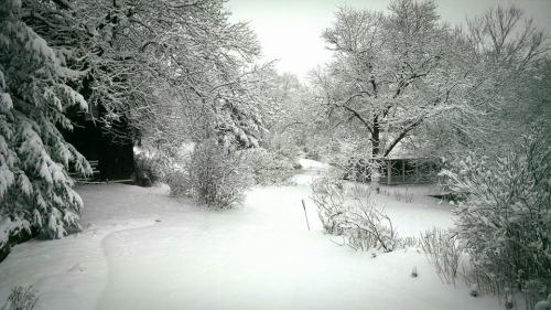 A serene winter landscape blanketed in fresh snow, with trees and bushes covered in white, creating a peaceful scene.