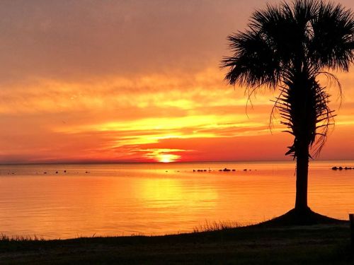 A vibrant sunset over calm waters, with a silhouetted palm tree in the foreground.