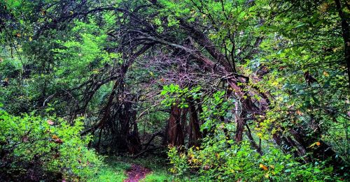 A lush, green forest path leads through intertwined trees and dense foliage, creating a natural archway.