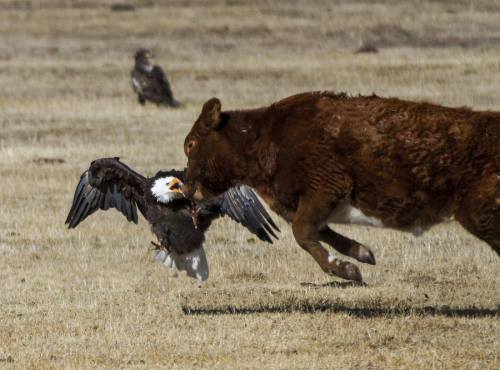 A cow runs while a bird of prey swoops down, possibly hunting or defending its territory in a grassy field.