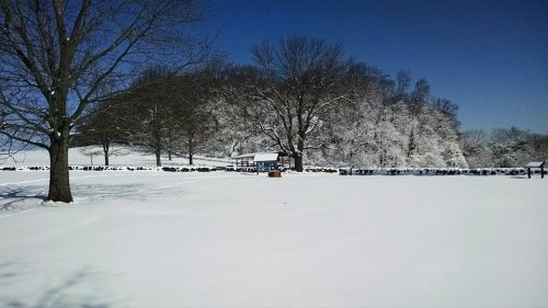 A snowy landscape with bare trees and a hill in the background, under a clear blue sky.