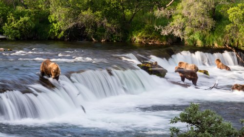 A group of brown bears fishing in a river with cascading waterfalls and lush greenery surrounding them.