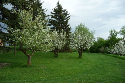 Blossoming trees with white flowers in a green field, surrounded by tall trees under a cloudy sky.