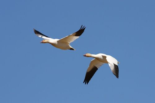 Two snow geese flying against a clear blue sky.