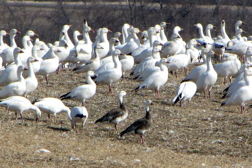 A large flock of white geese stands on a grassy field, with a few darker birds among them.