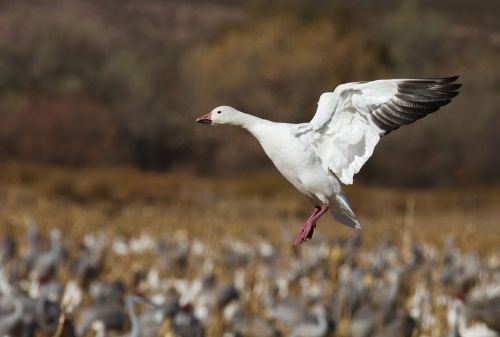 A snow goose in flight over a field filled with cranes, showcasing its white feathers and pink legs.