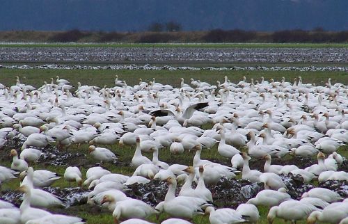 A large flock of white geese gathered in a grassy field, with some flying above and a scenic background.