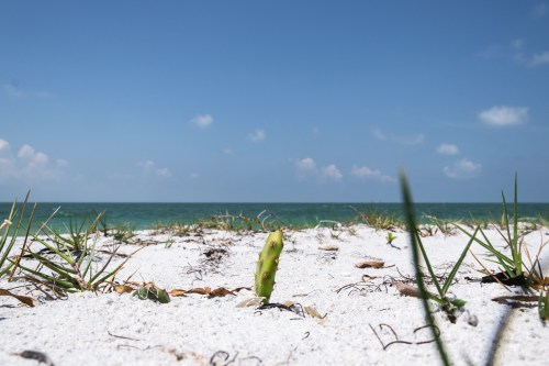 A close-up of green grass growing on sandy beach, with a clear blue sky and ocean in the background.