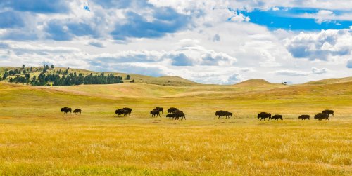 A herd of bison grazes in a grassy field under a blue sky with fluffy clouds and rolling hills in the background.