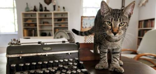 A tabby cat stands on a wooden table next to an old typewriter, with a bright room and shelves in the background.
