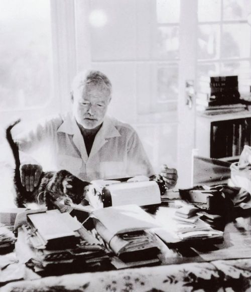 A man types at a desk cluttered with papers, while a cat sits nearby in a sunlit room.