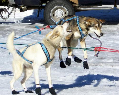 Two dogs in harnesses wearing booties play in the snow, with a truck visible in the background.