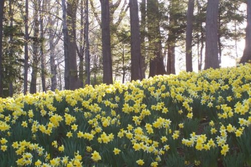 A vibrant field of yellow daffodils blooms under tall trees in a serene forest setting.