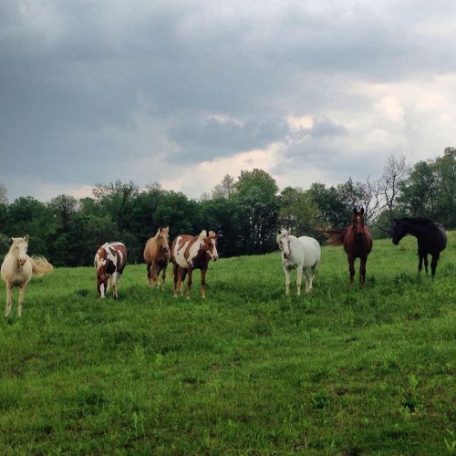 A group of horses of various colors stands in a green field under a cloudy sky.