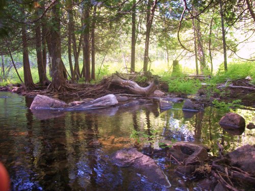 A serene forest scene with a calm stream, rocks, and lush greenery illuminated by soft sunlight.