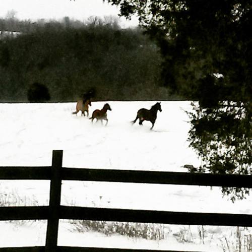 Three horses running in a snowy field, with trees and a fence in the foreground.