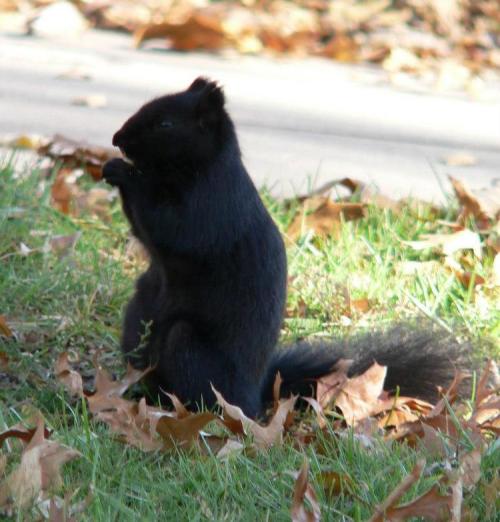 A black squirrel stands on its hind legs among fallen leaves, holding something in its paws.