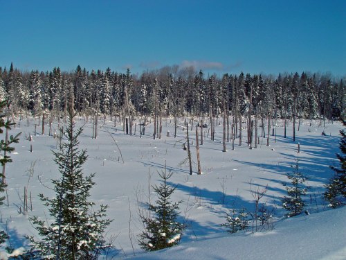 Snow-covered landscape with tall, bare trees and dense evergreen forest under a clear blue sky.