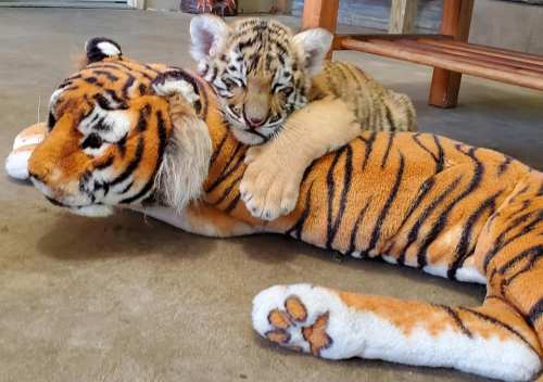A playful tiger cub cuddles with a plush toy tiger on a concrete floor.