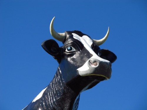 A close-up of a black and white cow statue against a clear blue sky. The cow has prominent horns and blue eyes.