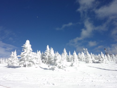 Snow-covered trees under a clear blue sky with a few clouds and a hint of the moon in the background.