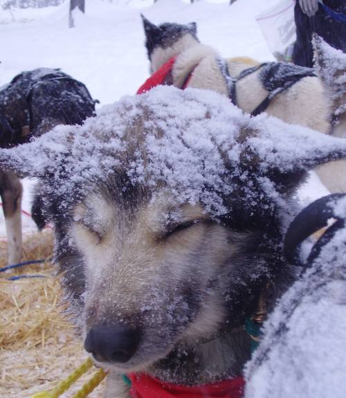 A close-up of a snowy dog with closed eyes, surrounded by other sled dogs in a winter landscape.
