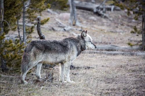 A gray wolf stands alert in a grassy area near trees, showcasing its thick fur and keen expression.