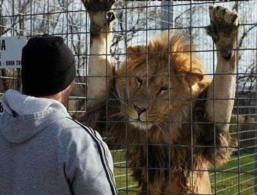 A man stands in front of a lion behind a fence, both looking at each other in a zoo setting.
