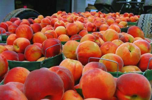 Baskets filled with ripe peaches stacked together, showcasing their vibrant orange and yellow hues.