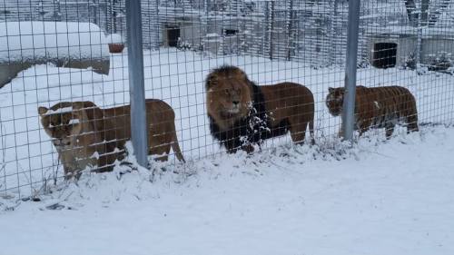 Three big cats, including a lion and two tigers, stand behind a fence in a snowy enclosure.
