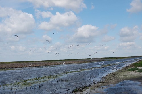 A serene wetland scene with a winding waterway, surrounded by tall grasses and birds flying under a cloudy sky.