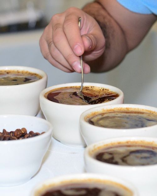 A hand stirs coffee in a white bowl, surrounded by several other bowls of coffee and coffee beans.