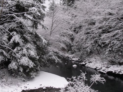 A serene winter scene with snow-covered trees surrounding a calm, dark stream.