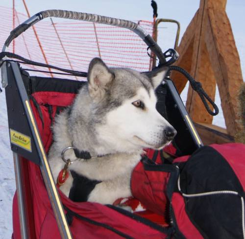 A husky dog sitting in a sled, looking off to the side, with a snowy background and a wooden structure nearby.