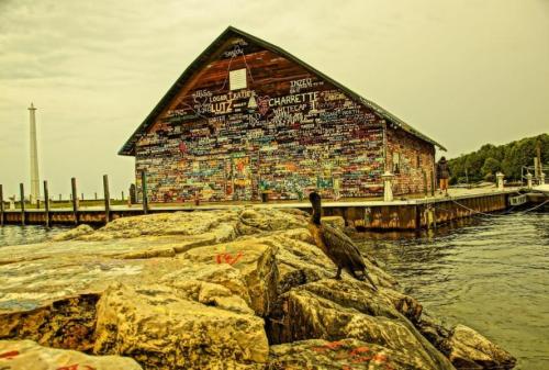 A rocky shoreline with a bird in the foreground and a colorful, graffiti-covered building in the background.