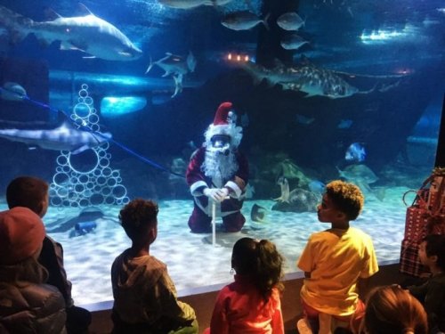 Santa Claus in an aquarium, surrounded by fish, while children watch in awe from the other side of the glass.