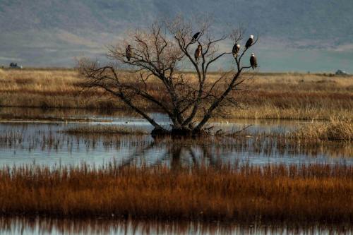 A bare tree stands in a wetland, with several birds perched on its branches, reflecting in the calm water below.