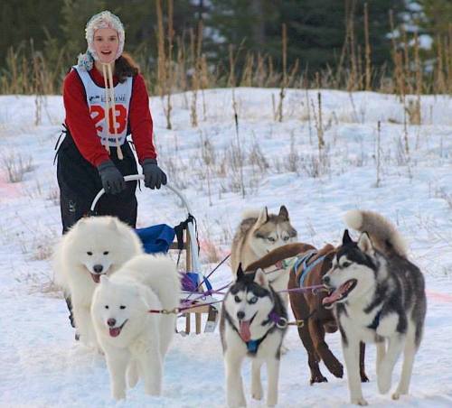 A musher in a red jacket smiles while guiding a sled pulled by several huskies and Samoyeds through snowy terrain.