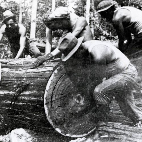 Black and white photo of men working together to saw a large log in a forested area.
