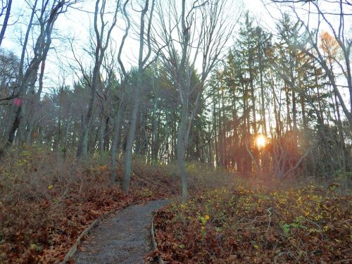 A winding path through a forest at sunset, with trees silhouetted against a colorful sky.