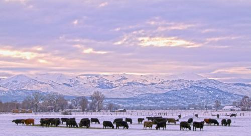 A herd of cattle grazing in a snowy field with mountains in the background under a cloudy sky.