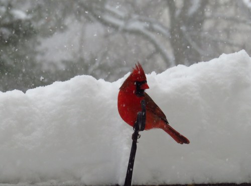 A vibrant red cardinal perched on a snowy ledge, with snowflakes falling in the background.